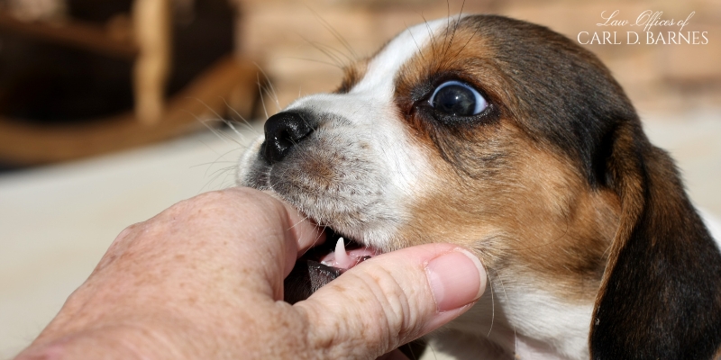 pasadena dog bite lawyer